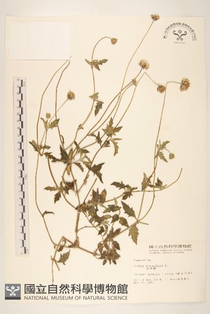 長柄菊藏品圖，第1張