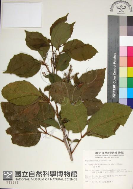 止宮樹藏品圖，第1張