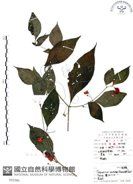 龍珠藏品圖，第1張