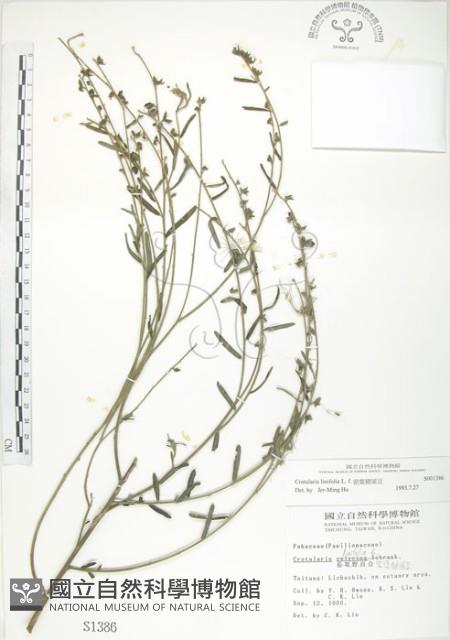 線葉野百合藏品圖，第1張