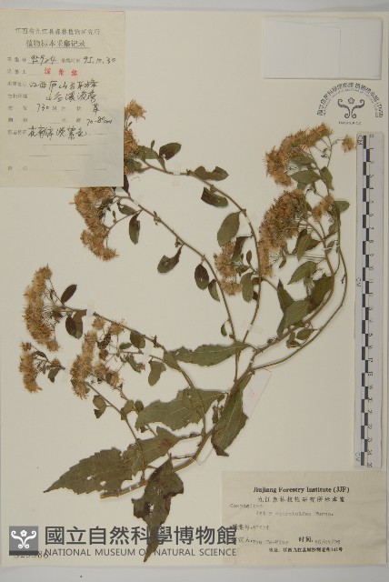 山白蘭藏品圖，第1張