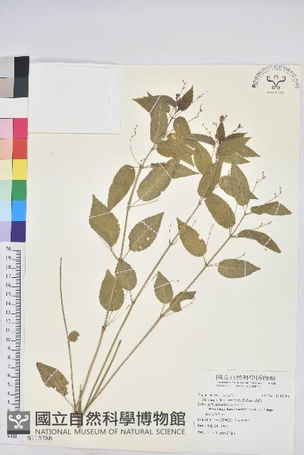 山靛藏品圖，第1張