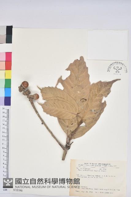 大葉石櫟、大葉校栗藏品圖，第1張