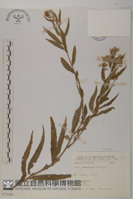 臺灣馬蘭藏品圖，第1張