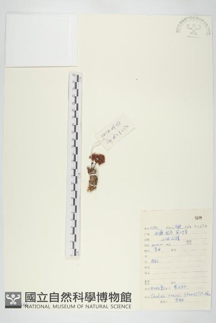 四葉紅景天藏品圖，第1張