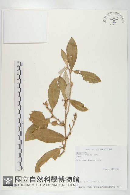 鄧氏胡頹子藏品圖，第1張