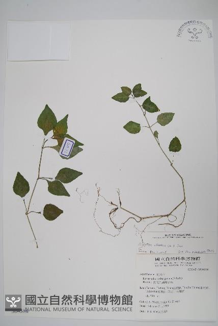 華九頭獅子草藏品圖，第1張