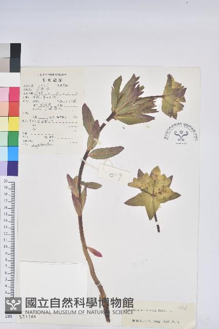 大果大戟藏品圖，第1張