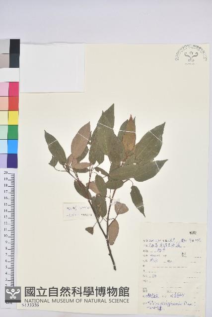 粗糠柴藏品圖，第1張