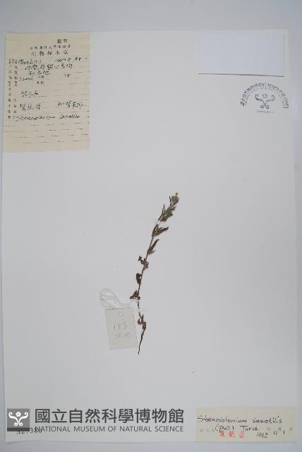 紫筒草藏品圖，第1張