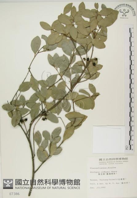 魯花樹藏品圖，第1張