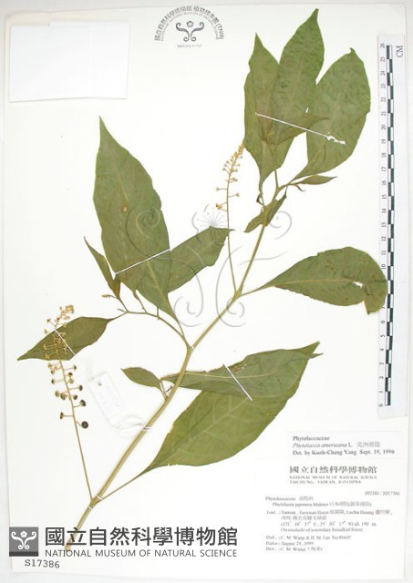 美洲商陸藏品圖，第1張