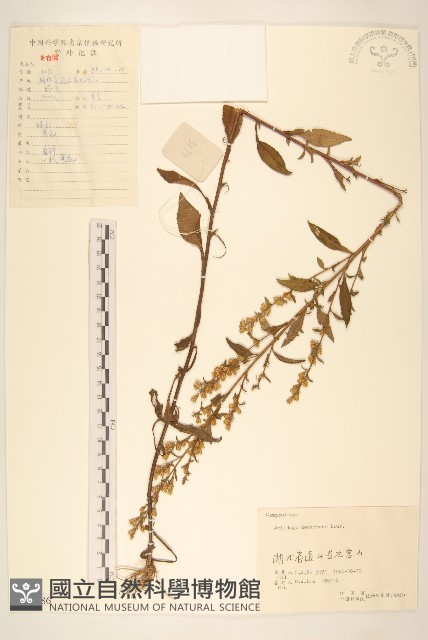 一枝黃花藏品圖，第1張