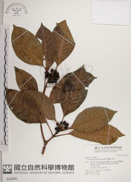 Philippine Wild Coffee Collection Image