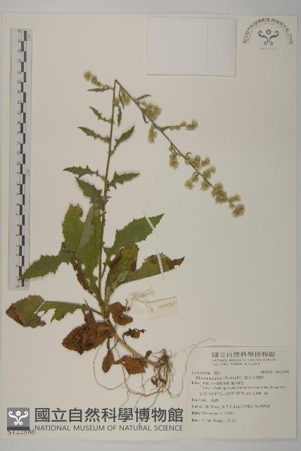 裂葉艾納香藏品圖，第1張