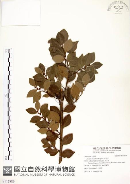 內苳子藏品圖，第1張