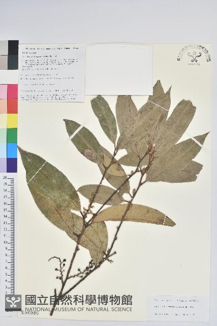 芳香白珠藏品圖，第1張