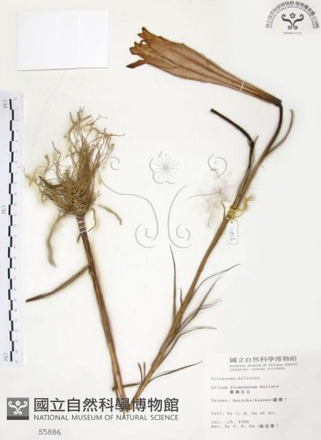 臺灣百合藏品圖，第1張