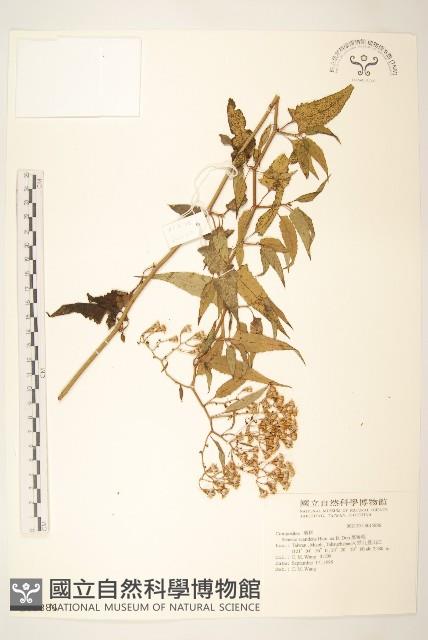 蔓黃菀藏品圖，第1張