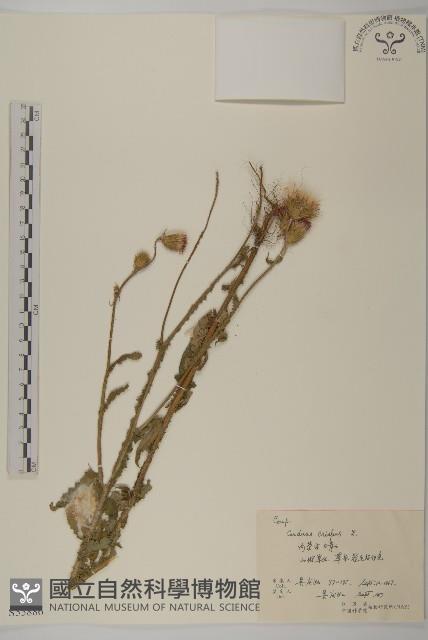 飛廉藏品圖，第1張