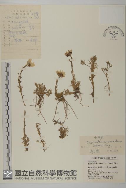 小蔘菊藏品圖，第1張