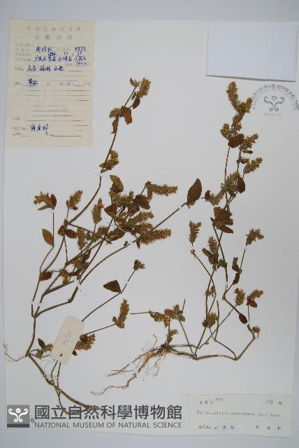 爵床、六角英藏品圖，第1張