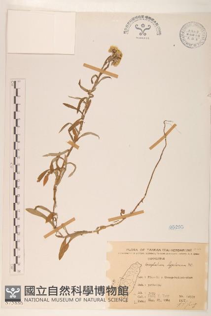 秋鼠麴草藏品圖，第1張