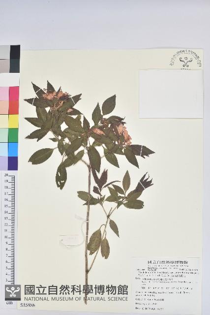 長卵葉馬銀花藏品圖，第1張