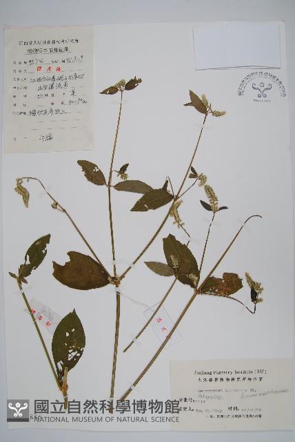 牛膝藏品圖，第1張