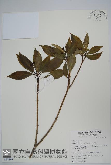 臺灣樹參藏品圖，第1張