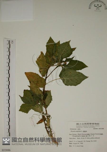 燈籠草藏品圖，第1張