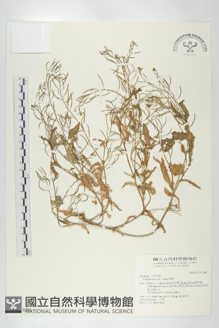 葶藶藏品圖，第1張