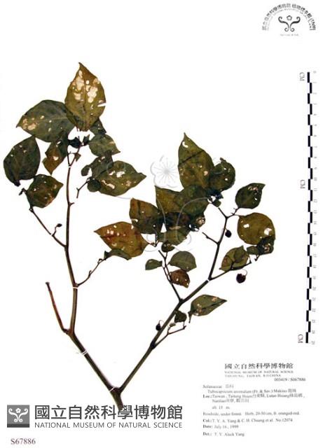 龍珠藏品圖，第1張