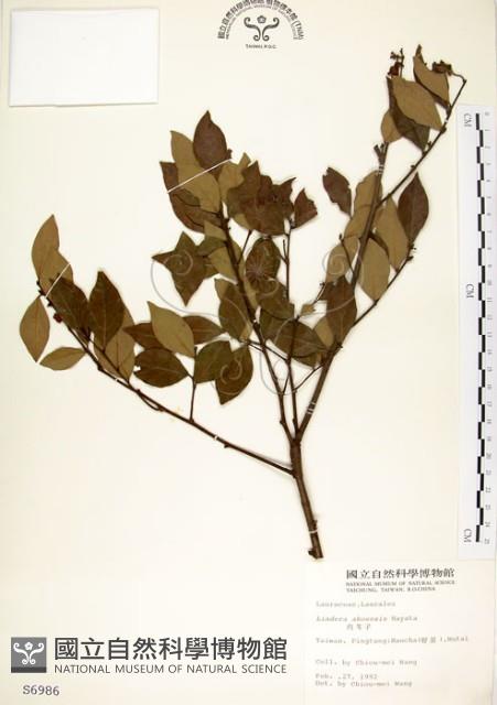 內苳子藏品圖，第1張