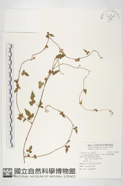 卵葉菜欒藤藏品圖，第1張