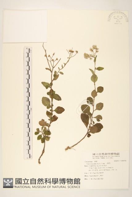 一枝香藏品圖，第1張