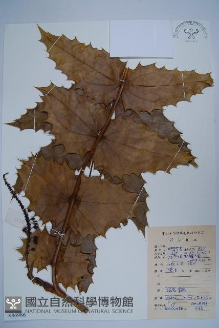 闊葉十大功勞藏品圖，第1張