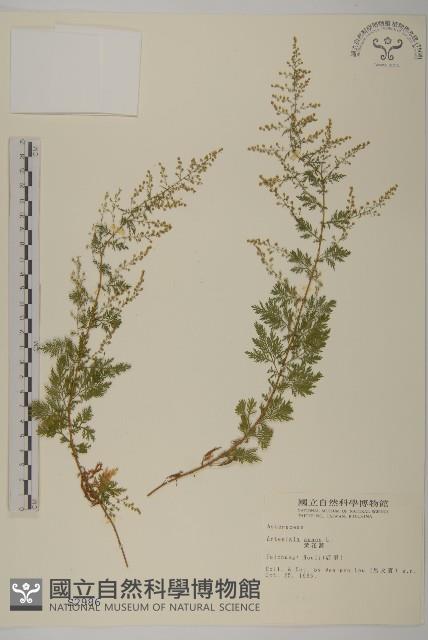 黃花蒿藏品圖，第1張