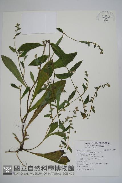 盾果草藏品圖，第1張