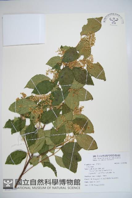 登錄號:S125986藏品圖，第1張