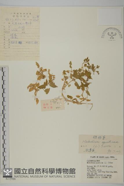 牛繁縷藏品圖，第1張