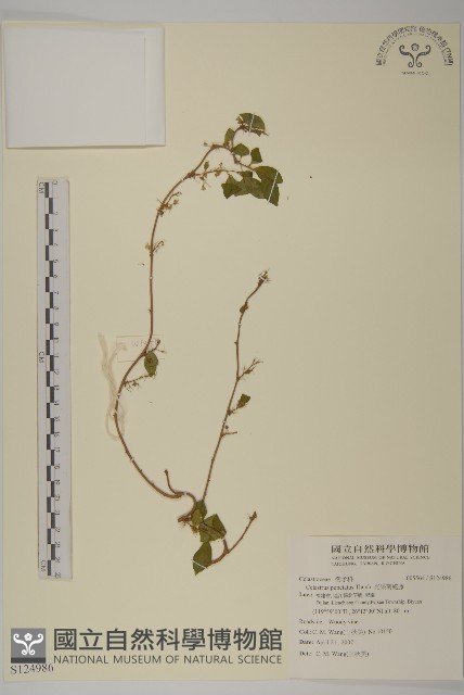光果南蛇藤藏品圖，第1張