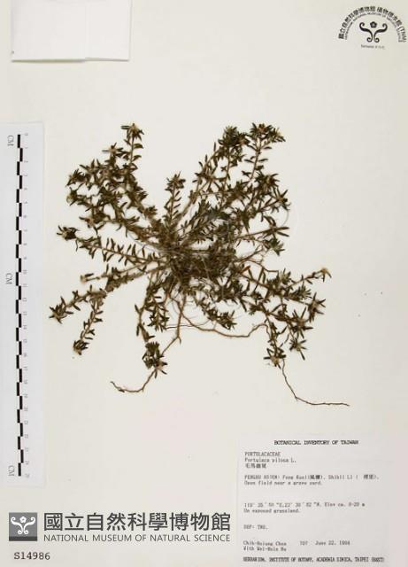 毛馬齒莧藏品圖，第1張