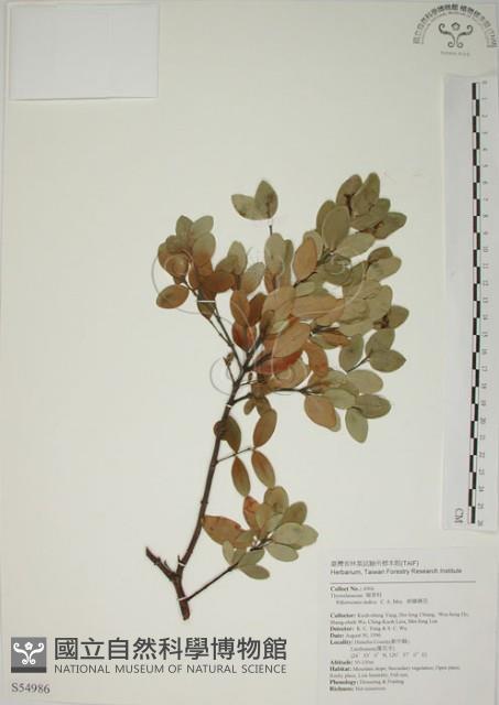 南嶺蕘花藏品圖，第1張