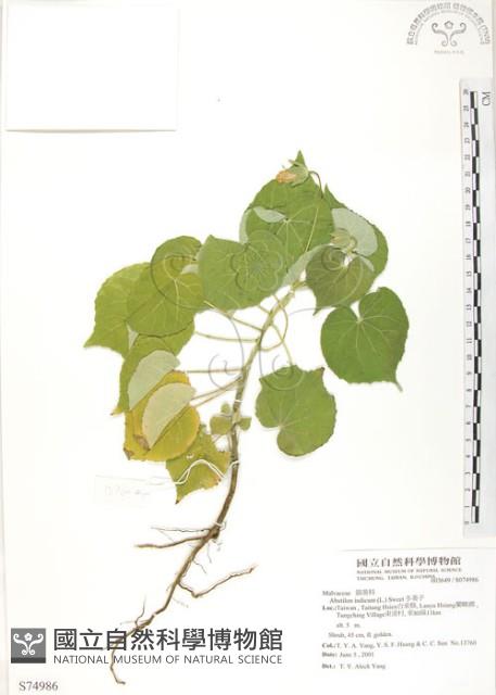 幾內冬葵子，幾內亞磨盤草藏品圖，第1張