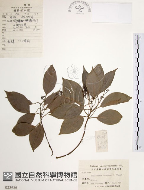 樟樹藏品圖，第1張
