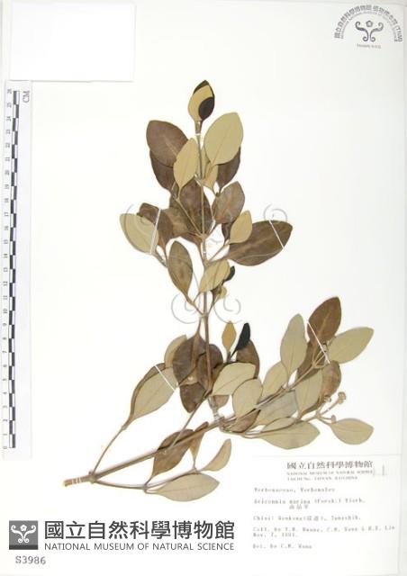 海茄苳藏品圖，第1張