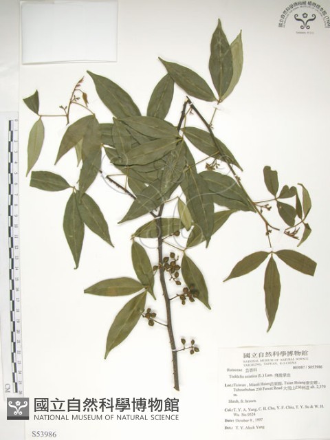 飛龍掌血藏品圖，第1張