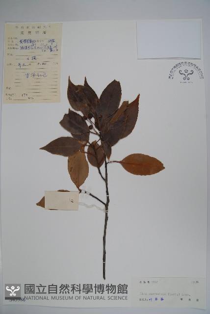 香冬青藏品圖，第1張