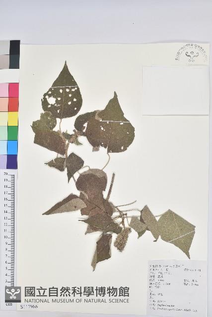 白背葉藏品圖，第1張